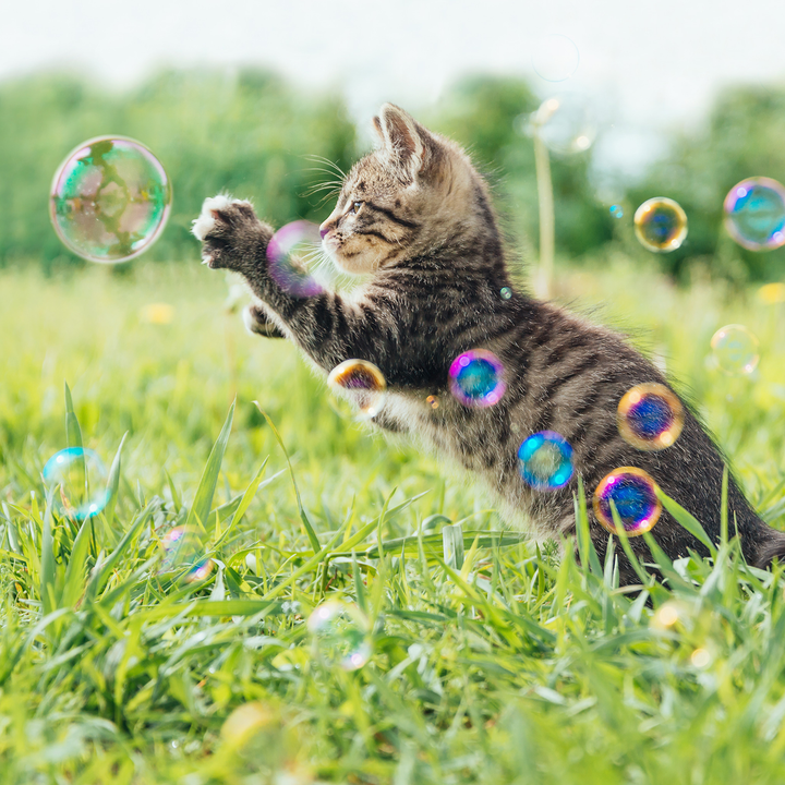 Kitty Love® - Catnip Infused Bubbles - 2 Pack