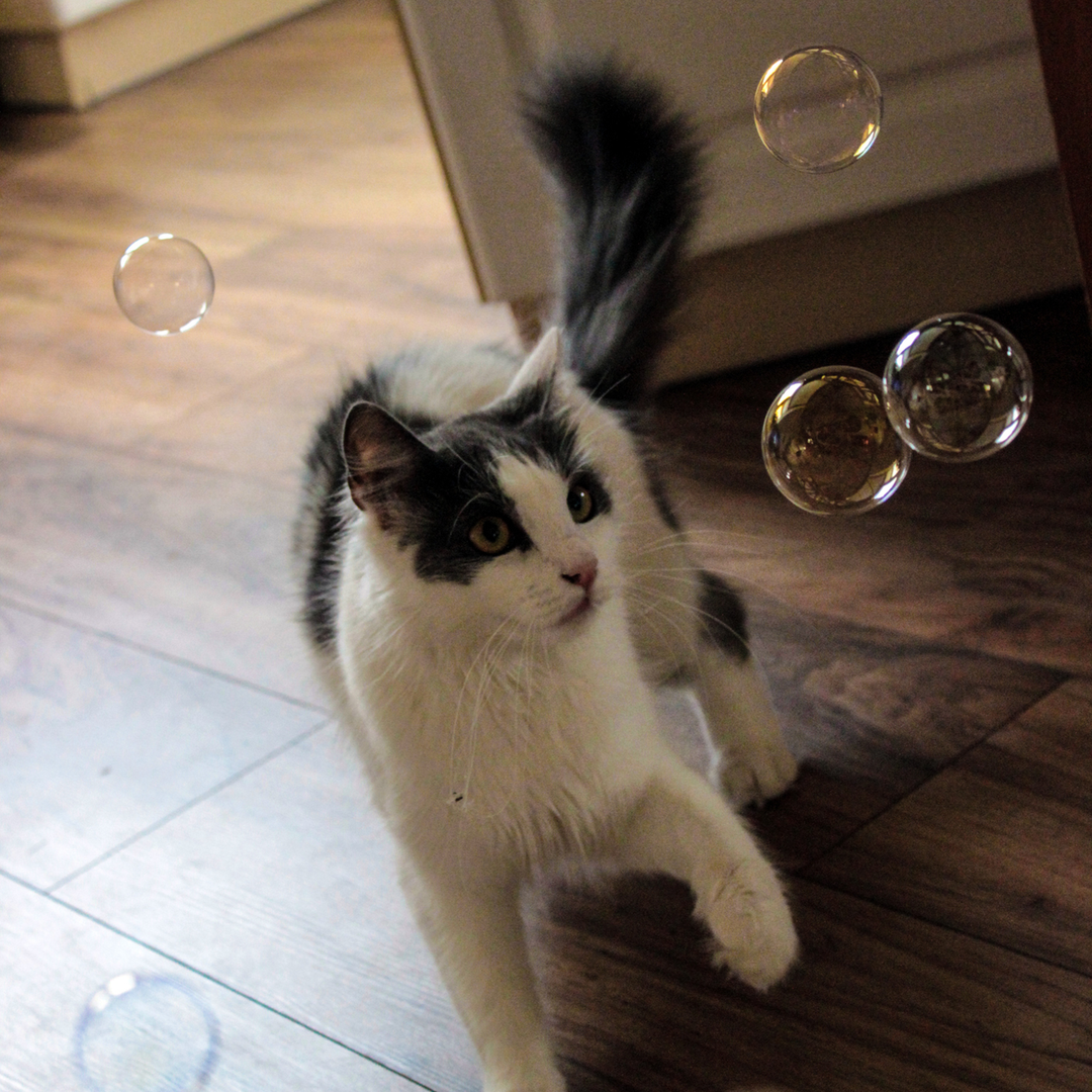 Kitty Love® - Catnip Infused Bubbles - 2 Pack