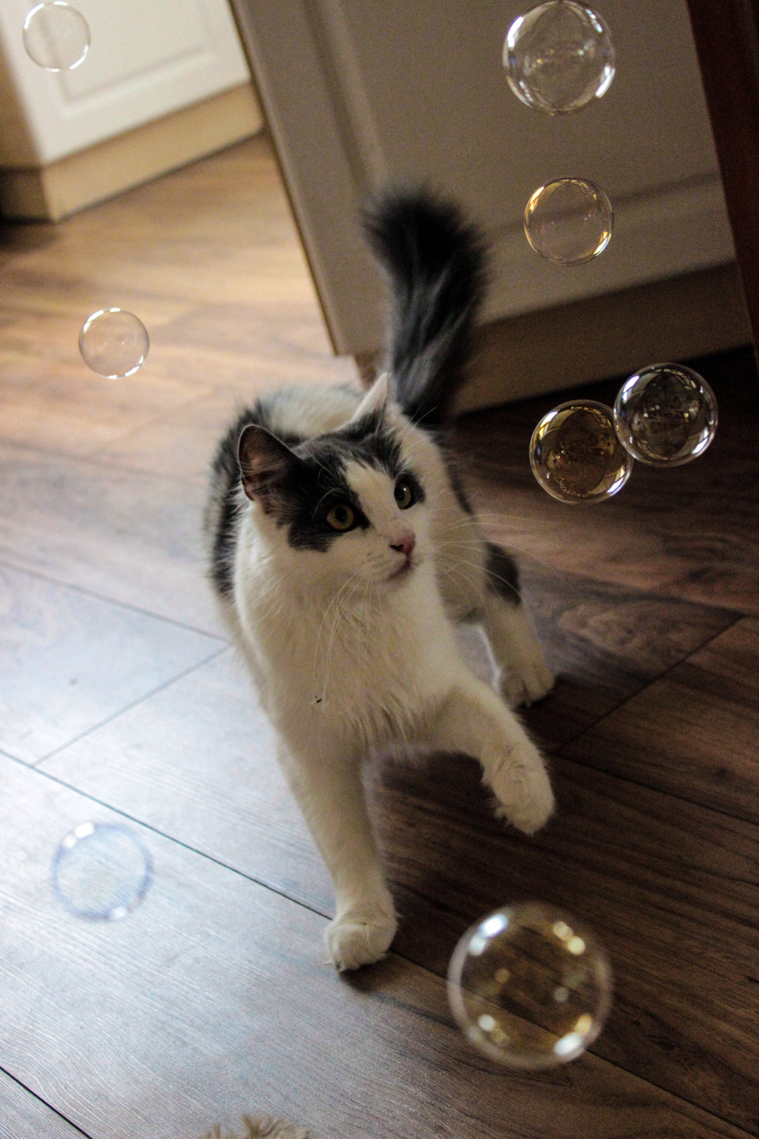 Kitty Love® - Cat Calming Bubbles - Duo