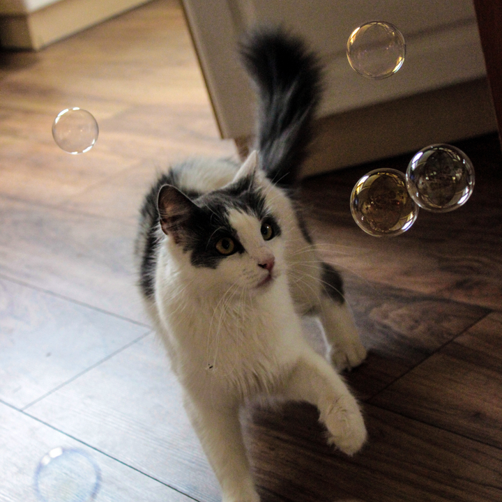 Kitty Love® - Catnip Infused Bubbles - 2 Pack